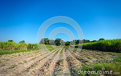 Sugarcane, sugar cane field with spring sky landscape Stock Photo