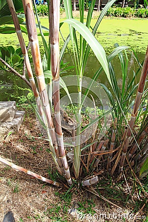 Sugarcane Stock Photo