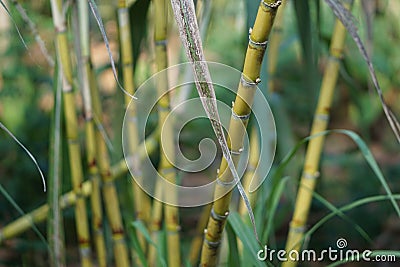 Sugarcane Stock Photo