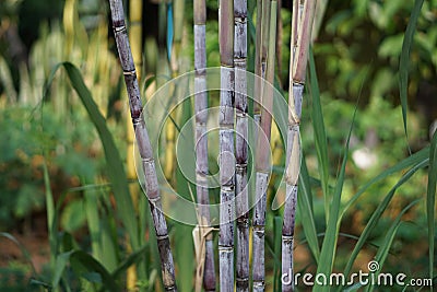 Sugarcane Stock Photo