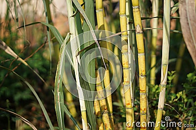 Sugarcane Stock Photo