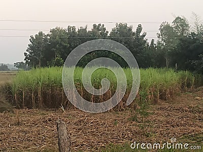 Sugarcane tree in the farm field at the front of Teak tree Stock Photo