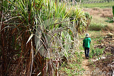 Sugarcane and worker Stock Photo