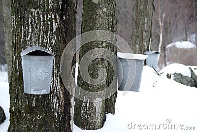 Sugaring In Vermont Stock Photo