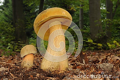 Suillellus luridus (formerly Boletus luridus), commonly known as the lurid bolete Stock Photo