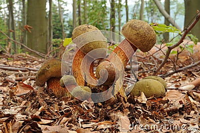 Suillellus luridus (formerly Boletus luridus), commonly known as the lurid bolete Stock Photo