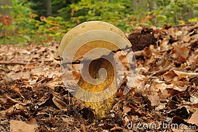 Suillellus luridus (formerly Boletus luridus), commonly known as the lurid bolete Stock Photo