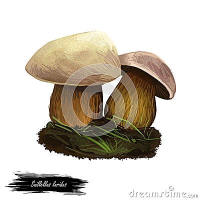Suillellus luridus or lurid bolete mushroom closeup digital art illustration. Boletus with olive brown convex cushion shaped cap. Cartoon Illustration