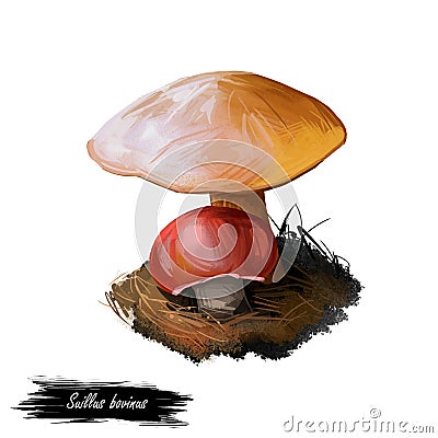 Suillus bovinus, Jersey cow or bovine boletemushroom closeup digital art illustration. Boletus has a convex brown yellow cap. Cartoon Illustration
