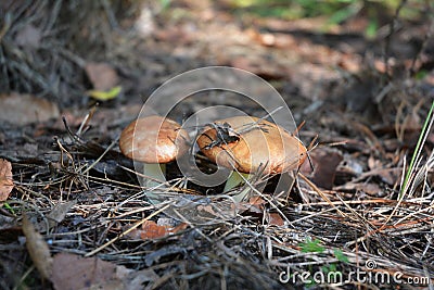 Suillus is a genus of basidiomycete fungi in the family Suillaceae and order Boletales. Stock Photo