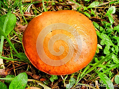 Suillus Granulatus aka Weeping Bolete Stock Photo