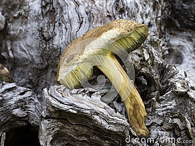 Suillus granulatus mushroom close up Stock Photo