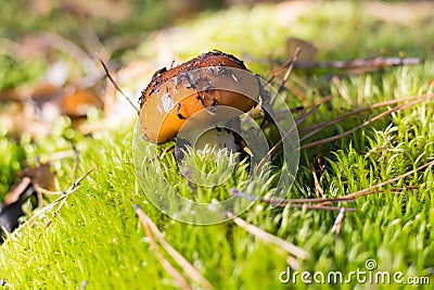 Suillus mushroom in moss at the forest background, bokeh. Stock Photo