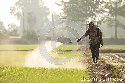 SUKHOTHAI, THAILAND - NOVEMBER 5, 2019 : An unidentified people spraying chemical to young green rice field in Sukhothai on Editorial Stock Photo