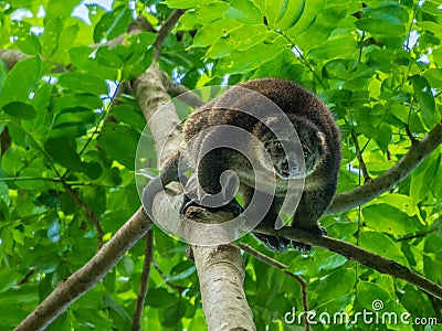 Sulawesi bear cuscus, Ailurops ursinus. Tangkoko reserve, North Sulawesi Stock Photo