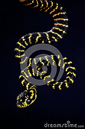 Sulawesi gold ringed snake (Boiga dendrophila gemmicincta) Stock Photo