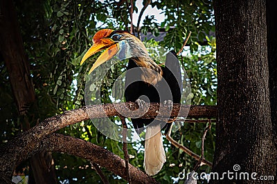 Sulawesi Kalao. National bird of Sulawesi. colourful hornbill native to Indonesia, Knobbed Hornbill, Aceros cassidix. Like Parrot Stock Photo