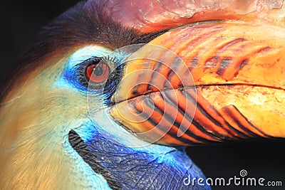 Sulawesi knobbed hornbill Stock Photo