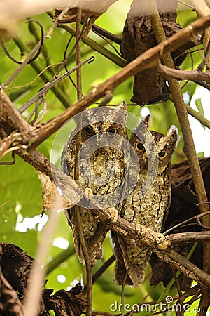 Sulawesi scops owl (Otus manadensis) in Tangkoko National Park, Sulawesi island, Indonesia Stock Photo