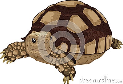 Sulcata tortoise Vector Illustration