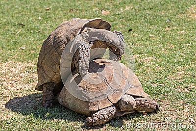 Sulcata Tortoise Stock Photo