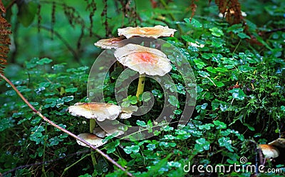 Sulfur tuft mushrooms Hypholoma fasciculare Stock Photo