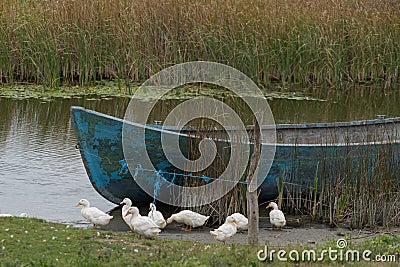 SULINA, DANUBE DELTA/ROMANIA - SEPTEMBER 23 : Domesticated ducks Editorial Stock Photo