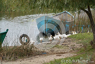 SULINA, DANUBE DELTA/ROMANIA - SEPTEMBER 23 : Domesticated ducks Editorial Stock Photo