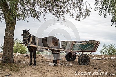 SULINA, DANUBE DELTA/ROMANIA - SEPTEMBER 23 : Horse and cart in Editorial Stock Photo