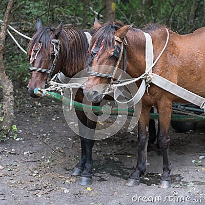 SULINA, DANUBE DELTA/ROMANIA - SEPTEMBER 23 : Working horses in Editorial Stock Photo