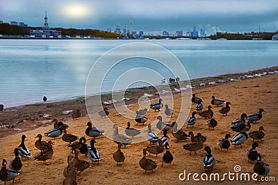 Sullen gloomy river landscape with ducks city Stock Photo