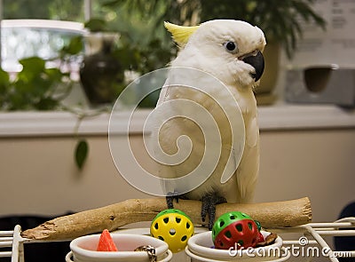 Sulphur-Crested Cockatoo Stock Photo