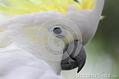 Sulphur Crested Cockatoo Stock Photo