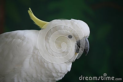 Sulphur Crested Cockatoo Stock Photo