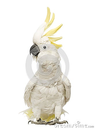 Sulphur-crested Cockatoo, Cacatua galerita, 30 years old, with crest up Stock Photo