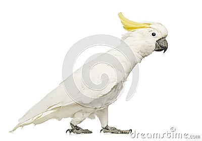 Sulphur-crested Cockatoo, Cacatua galerita, 30 years old, walking Stock Photo