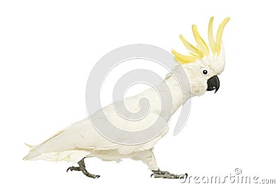 Sulphur-crested Cockatoo, Cacatua galerita, 30 years old, walking with crest up Stock Photo