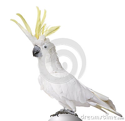 Sulphur-crested Cockatoo - Cacatua galerita Stock Photo