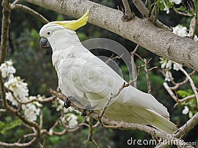 Sulphur-crested Cockatoo (Cacatua galerita) Stock Photo