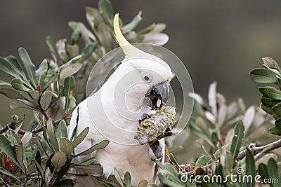 Sulphur-crested Cockatoo Stock Photo