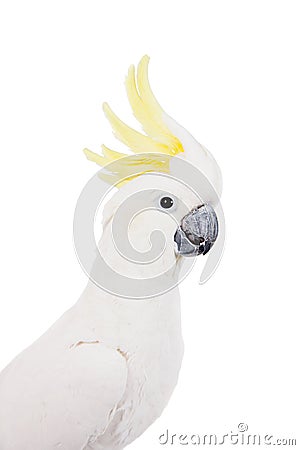 Sulphur-crested Cockatoo, isolated on white Stock Photo