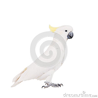 Sulphur-crested Cockatoo, isolated on white Stock Photo