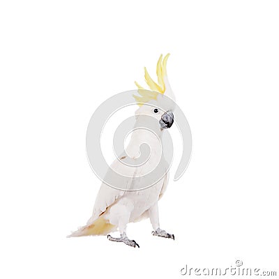 Sulphur-crested Cockatoo, isolated on white Stock Photo