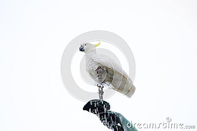 Sulphur-crested cockatoo standing on water from fountain isolated on white background. Stock Photo