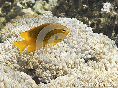 Sulphur Damsel above corals Stock Photo
