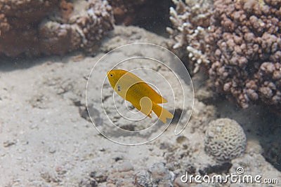 Sulphur Damsel on Coral Reef Stock Photo
