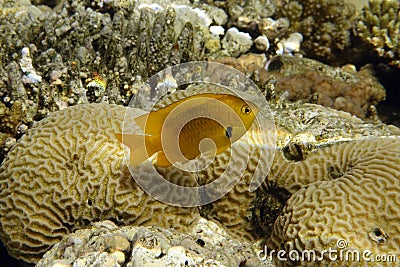 Sulphur Damsel Pomacentrus sulfureus Stock Photo