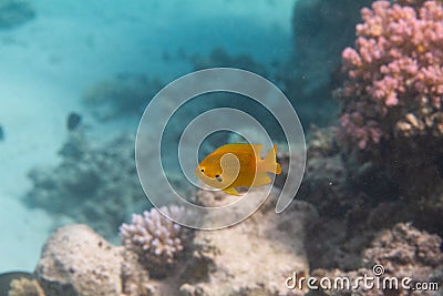 Sulphur Damsel in Red Sea Stock Photo