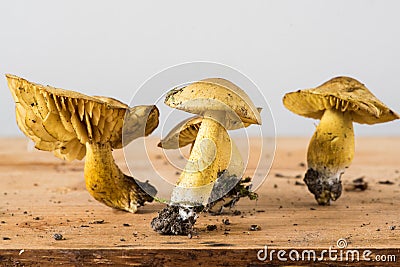 Sulphur knight or gas agaric- different stages Stock Photo