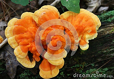 Sulphur Shelf Fungus Stock Photo